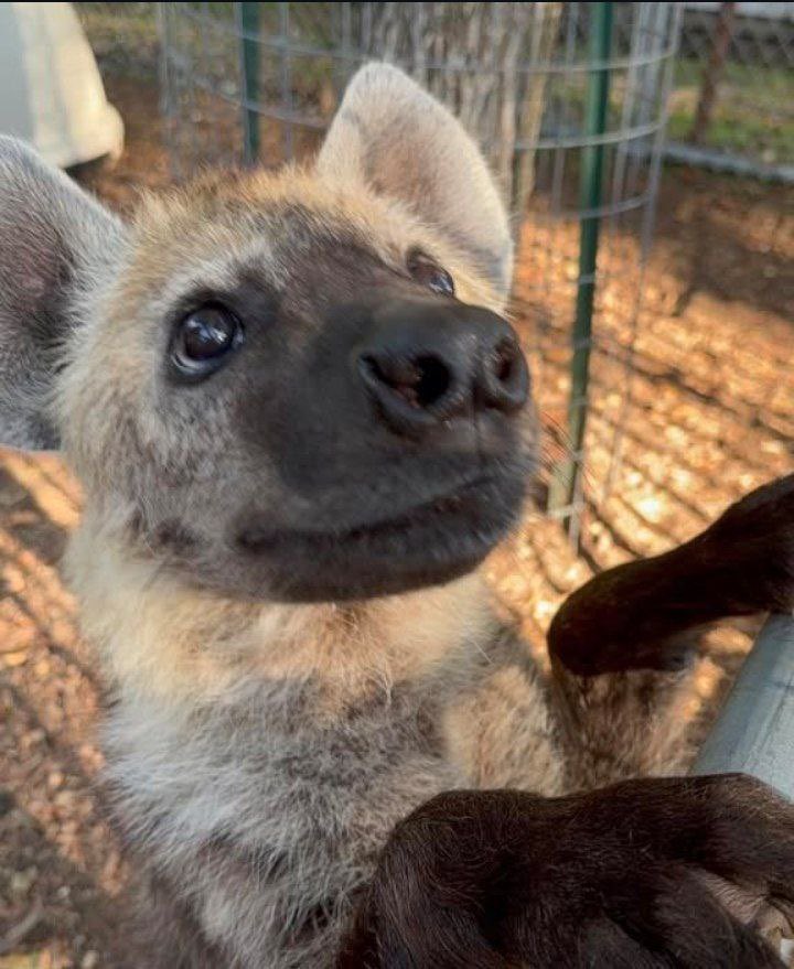 YeenNico's tweet photo. Me begging you for pets 🥺🍪 https://t.co/ysJ91F2e0l