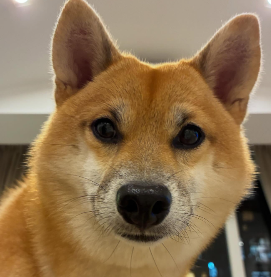 Fresh_ToD3ath's tweet photo. 🌟⭐️🤩 A STAR is born 🤩⭐️🌟

$FOX #FoxCoin

bez8tkQ9fDJsoWdGQ6xBWqevEYtvt4qB4NsMqp9bonk https://t.co/0uFSePN0CY