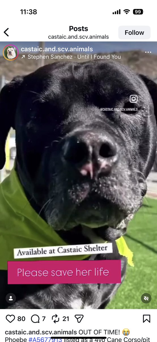 SarahjaneGille1's tweet photo. 🆘🚨‼️🙏 #SAVE a LIFE NOW PHOEBE #A5677913 4yrs F #canecorso Good Reviews⬇️ Watch video #canecorsorescue #mustlovecorsorescue #westcoastcanecorsorescue #luvabullyrescue #bigdogranchrescue #peachesbullyrescue #bulliesandbuddies #adoptabully 🆘🆘🆘🆘🆘🆘🙏

 https://t.co/EL629SS1tM https://t.co/aLQm5x3Z4w