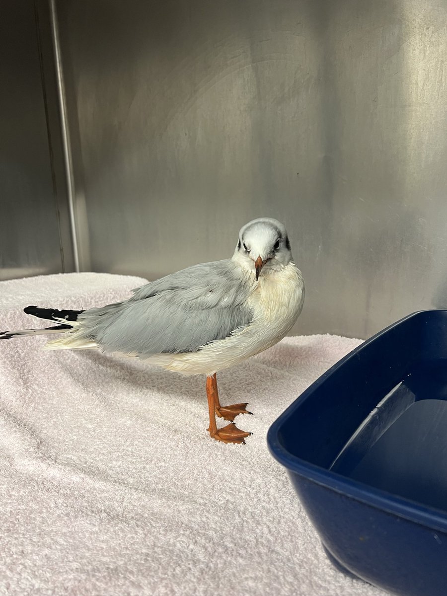 Herchy Boal tweet media