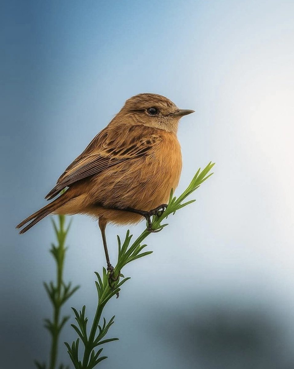قال :
ودليل أنّي لم أمتْ
سيمر عام
ودليل أني لم أعش
قد مر عام
وعلى خُطى عصفورةٍ في الظلِّ
لا عُشٌّ لها
إلا الهروبُ وقد تطايرَ ريشُها
حاولتُ مُبتسِماً
بأن أُلقي على الدنيا السلامْ

ياسين البكالي