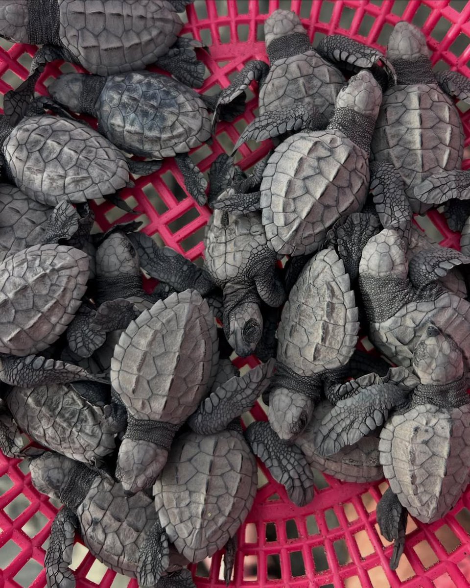 ashotmagazine's tweet image. Ella Purnell on turning off her instagram comments:

“I posted some pictures of baby turtles, and all the commenters thought I was eating them for some reason. And anyway that was turtlegate, and after turtlegate, I was like, ‘I can't be doing this’ I can't be fighting with…