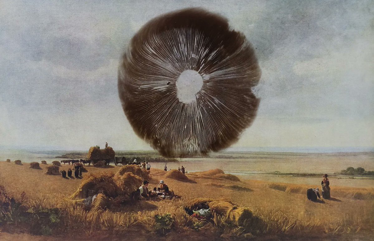 Issue 23 – Dark Kitchen (currently on offer!) head chef, Charlotte Du Cann, goes into the field to report on the mythic bargain between the wild and arable lands, and the consequences of our forgetting it in a sugar-coated modern world.

darkmountainproject.substack.com/p/sea-beet-sug…