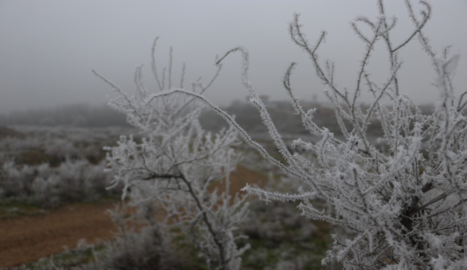 الأرصاد الجوية تحذر من تشكل الصقيع والانجماد الليلة وصباح الخميس 