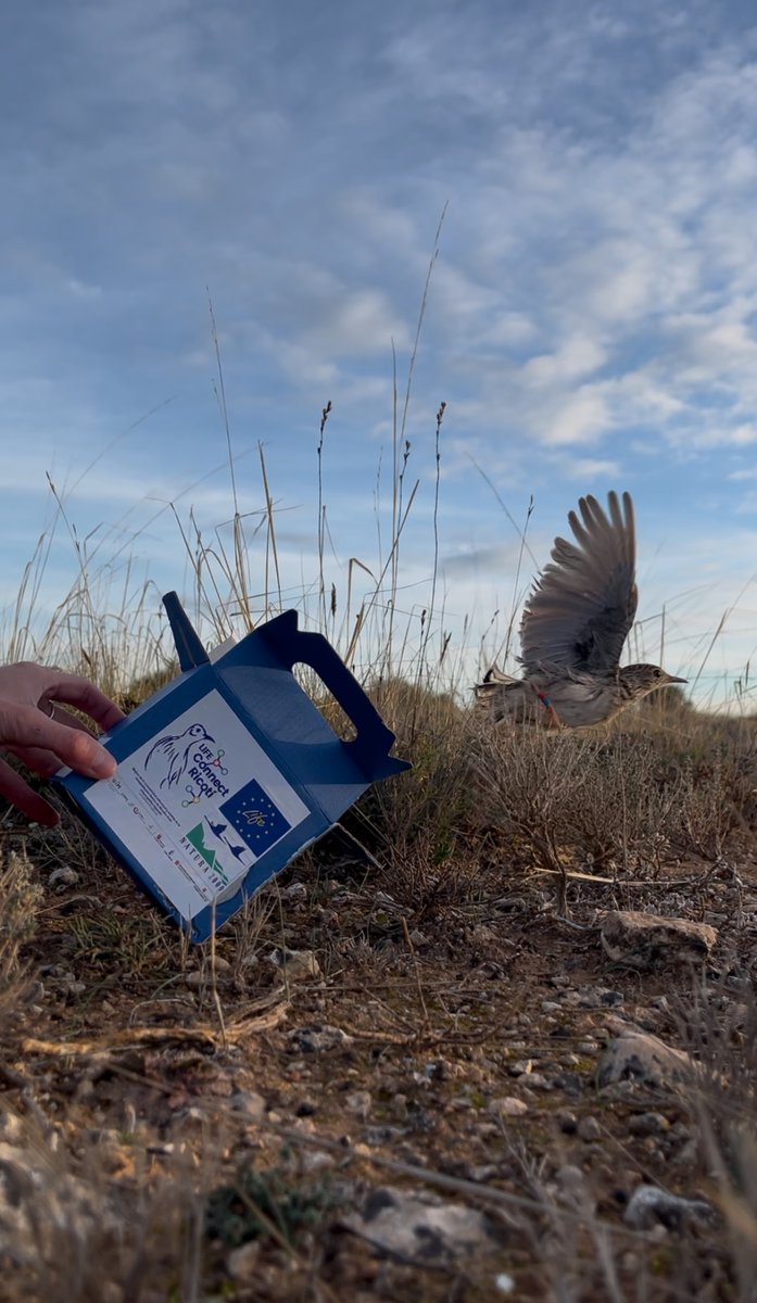 LIFE Connect Ricotí tweet media