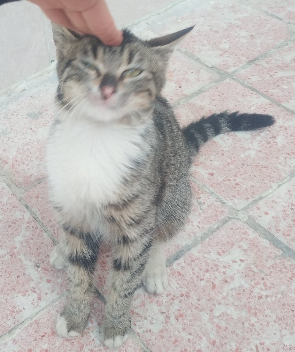 ÇOK ACİL YUVA‼️
Tam bir kucak delisi kedi,6-7 aylık dişi minyon tipi var.Acilen yuva arıyorum sokaklarda yitip gitmesin.İZMİR,iletişim: dm