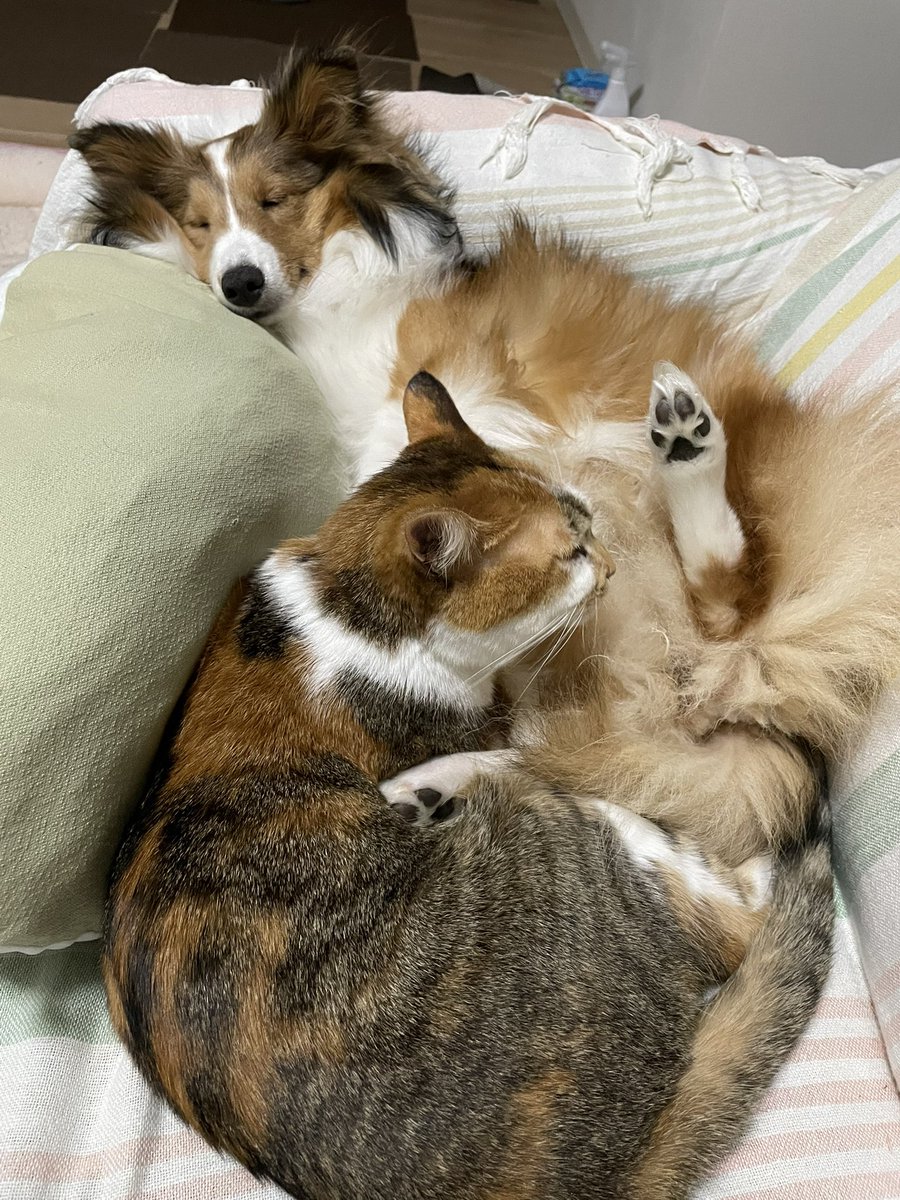 おはよう✨
昨日は雨で散歩行けなかったからシェル美(仮名)と遊び、疲れてる所にシマミケ姉ちゃんがやってきて毛繕いしてくれてた。
こんなにしてくれるのに、シェル美はシマミケの頭をかじる😇 #シェルティ #Sheltie
