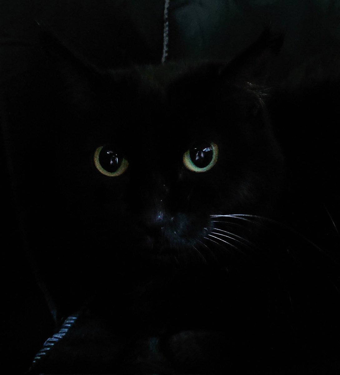 黒猫一家🐭 (@arca20220921) / Posts / X