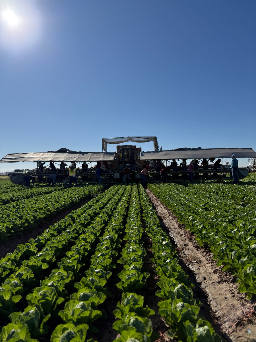 Tanimura&Antle tweet media