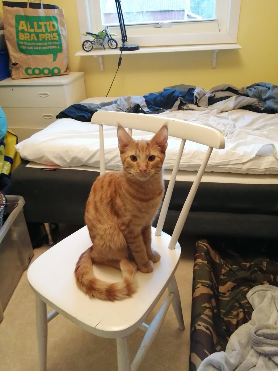 BiohazardKarl's tweet photo. (Sad Thread)
After 2 days missing, Tigger is finally home. However, his tail is in bad shape after what looks like a fox attack. To make it his tail will be needed to be amputated. It is rock solid and black so we are just hoping that tomorrow he’ll be better. (1/2) https://t.co/RV9e5B7wTE