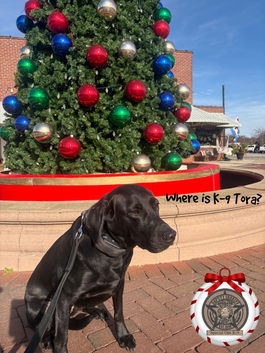 HaralsonSheriff's tweet image. It’s Wednesday, so you know what that means… time to play everyone’s favorite game! Where-oh-where is K-9 Tora??

Correct answers will be entered into a drawing to win a K-9 Tora trading card.

#K9Tora🐾💙
#WhereIsK9Tora
#WhereIsToraWednesday
#WorkingPup
#HCK9Division
#HCSO