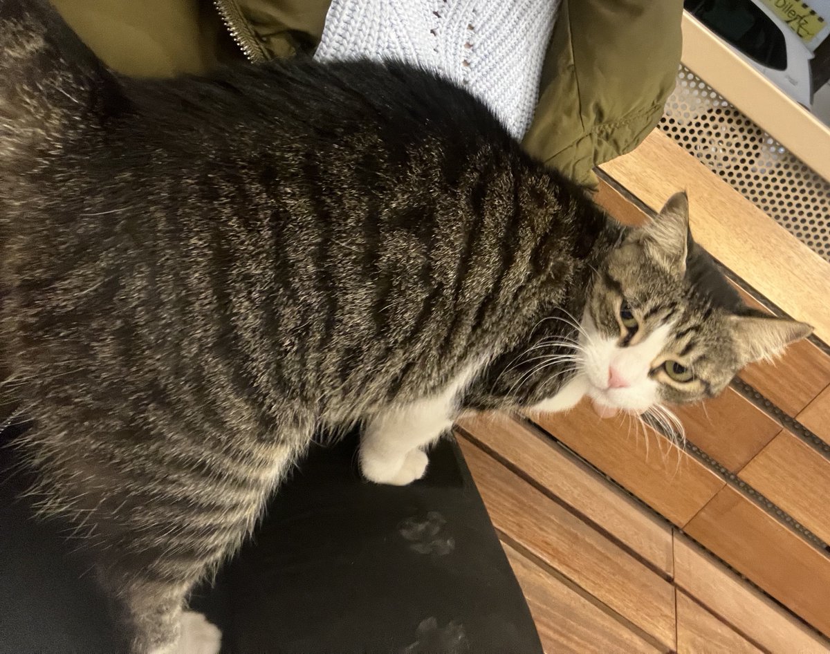 Sahiplendirme ilanı

Daha kış tam gelmediği halde soğukta çok üşüyor. Sıcak yer aradığı için insanların kucağına yatıyor. Kışın sokakta yapamaz. Bu haşin bakışlı sevgi pıtırcığı kızı sahiplenmek isteyen çıkar mı ki? Tam bir kucak kedisi gurgur böceği. Manisa-İzmir