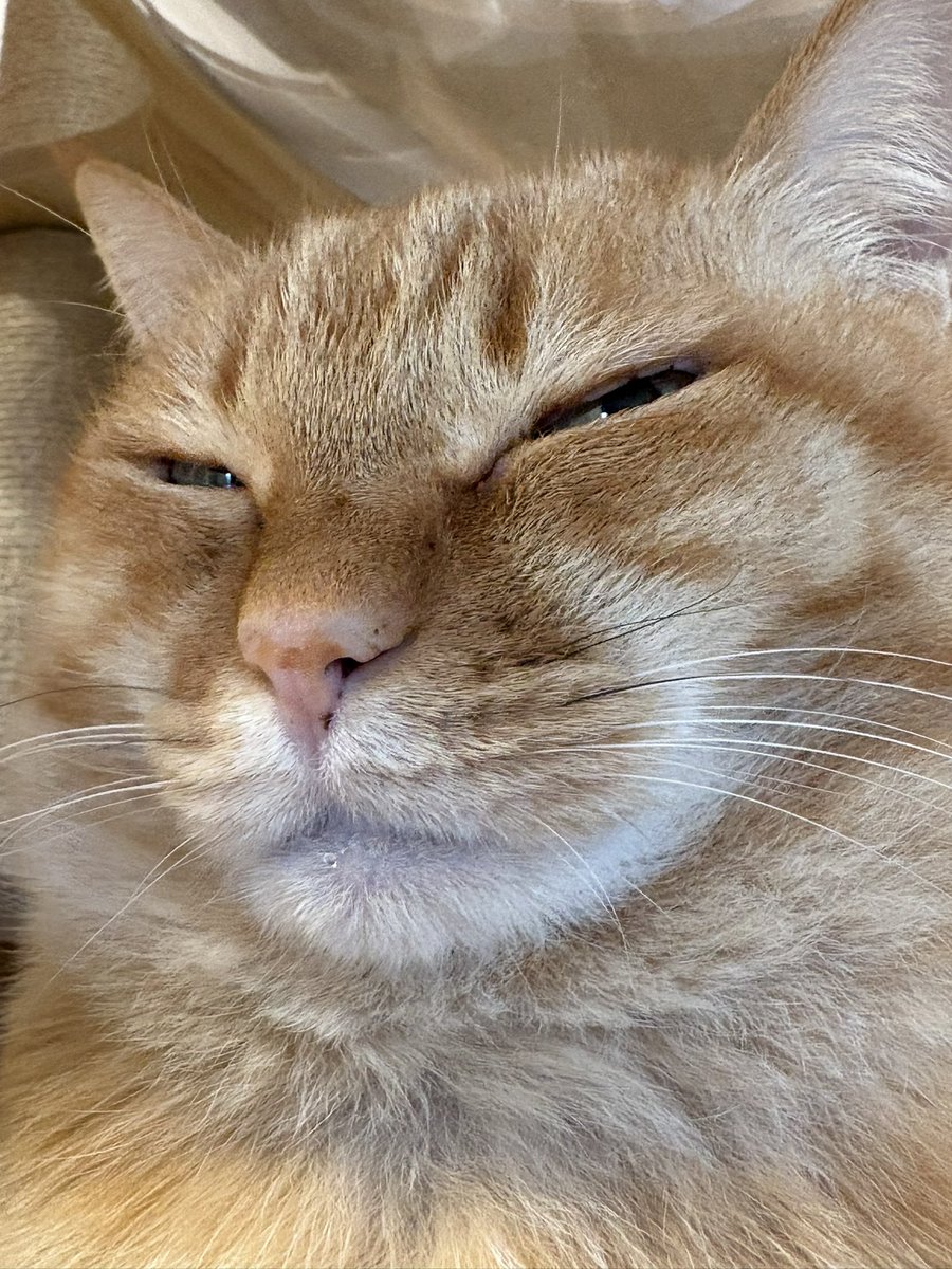 すずつむふう【我が家の可愛い猫's】 (@kagisuzu0531) / Posts / X