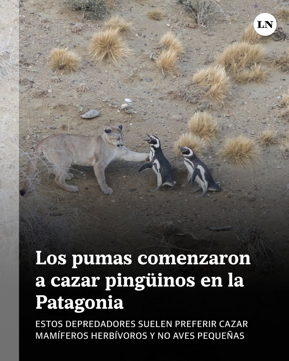 LANACION's tweet image. Los pumas comenzaron a cazar pingüinos en la Patagonia lanacion.com.ar/sociedad/pumas…