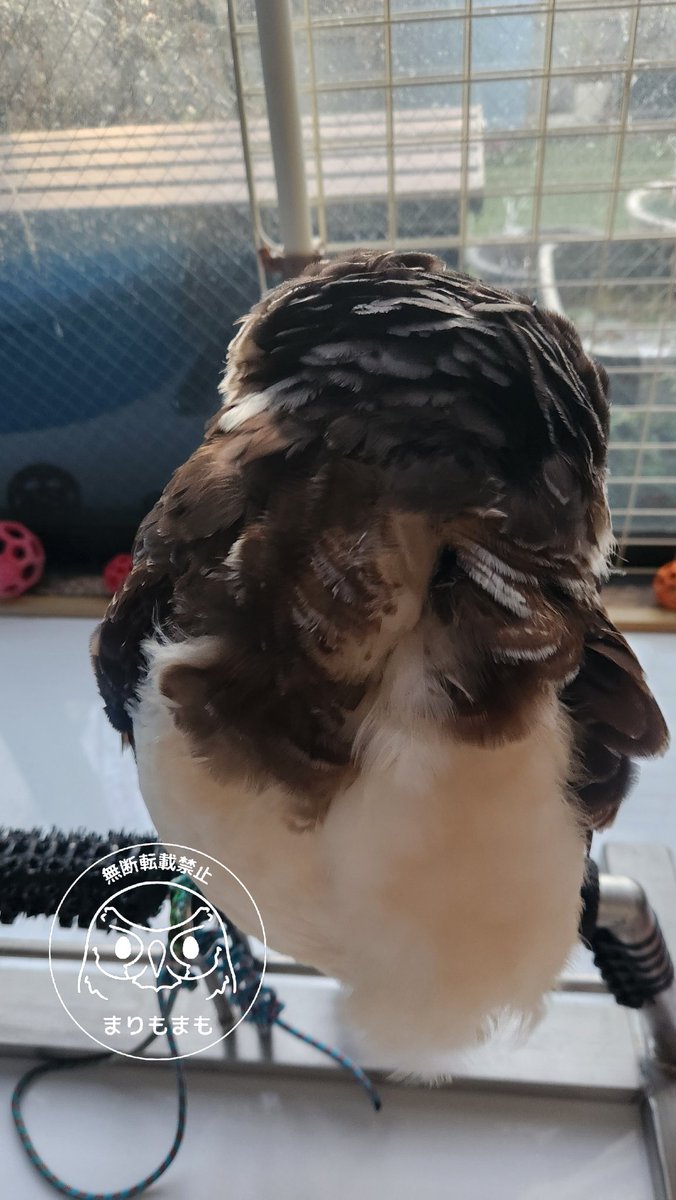 まりもまも (@marimomamo073) / Posts / X