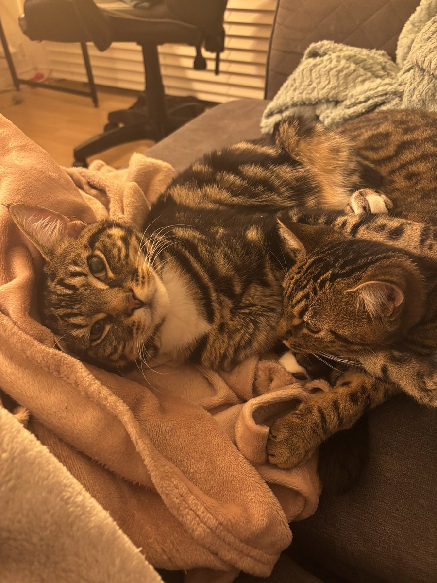 babignome's tweet photo. bro got caught mid cuddle session https://t.co/ehrzD9m304