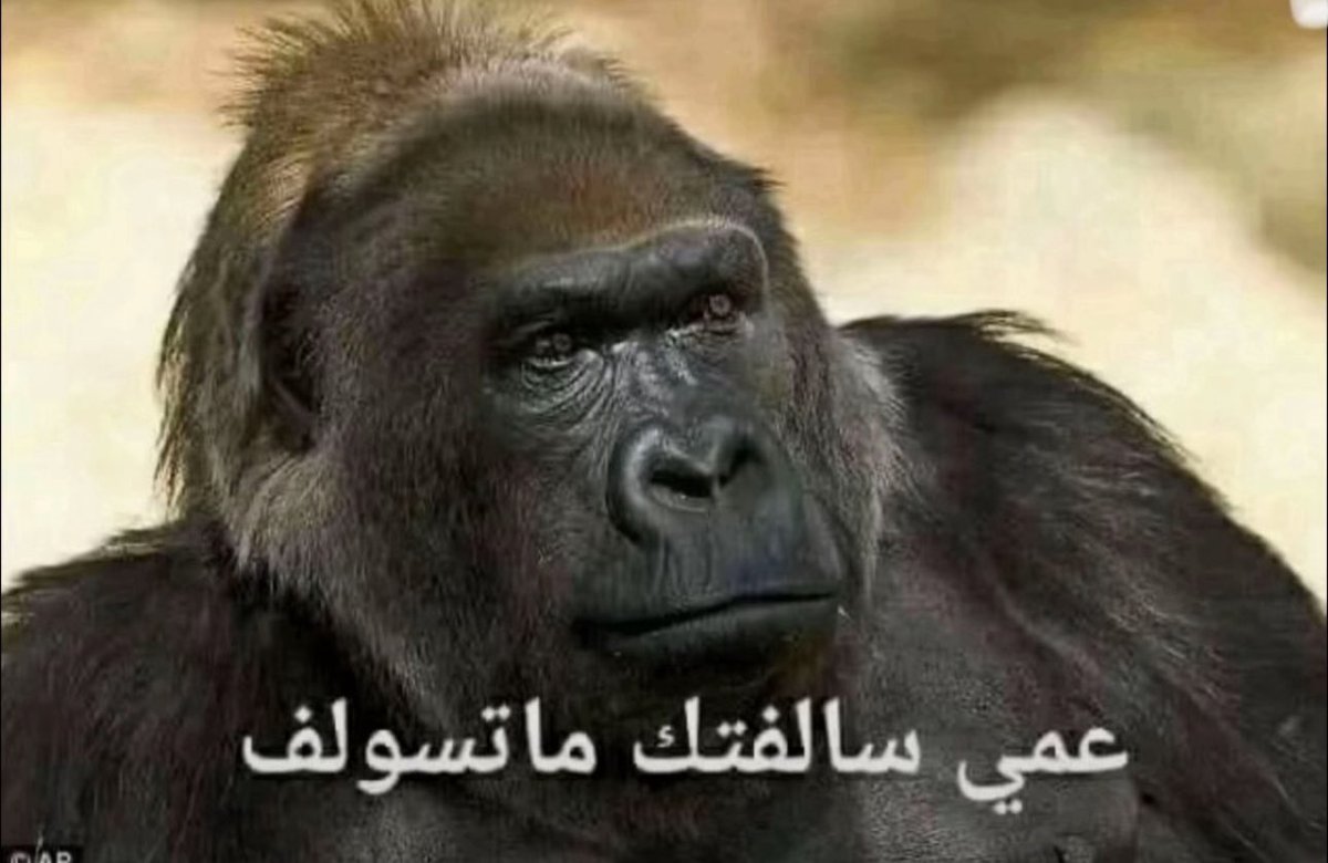 rxilvo's tweet photo. @Fahad_alenze https://t.co/E9NmRMtOPc