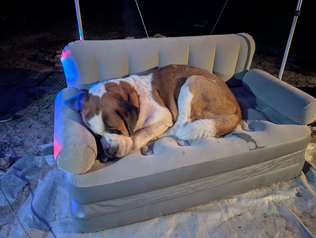 🐾 Shepsky tweet media