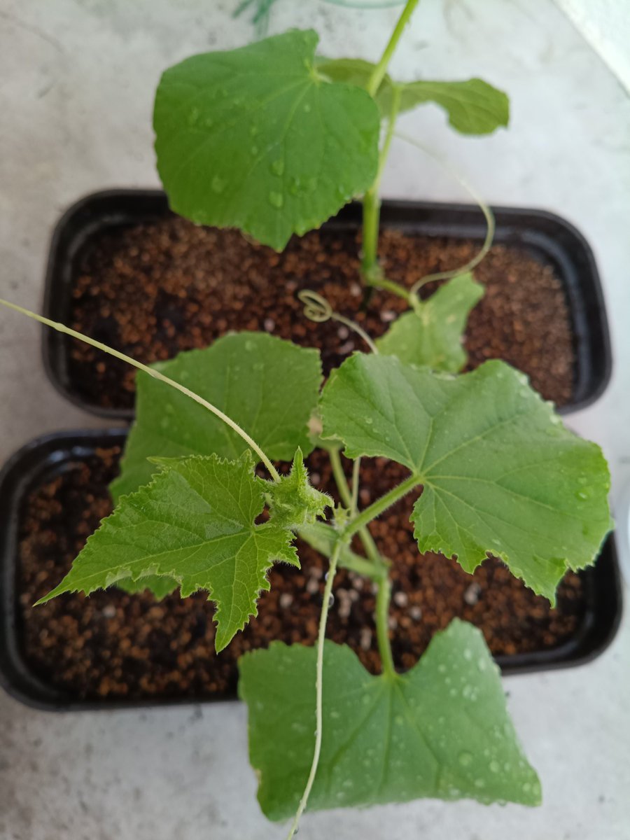 家庭菜園】キュウリの苗育ててみるね🐱次は上手くいくかな。