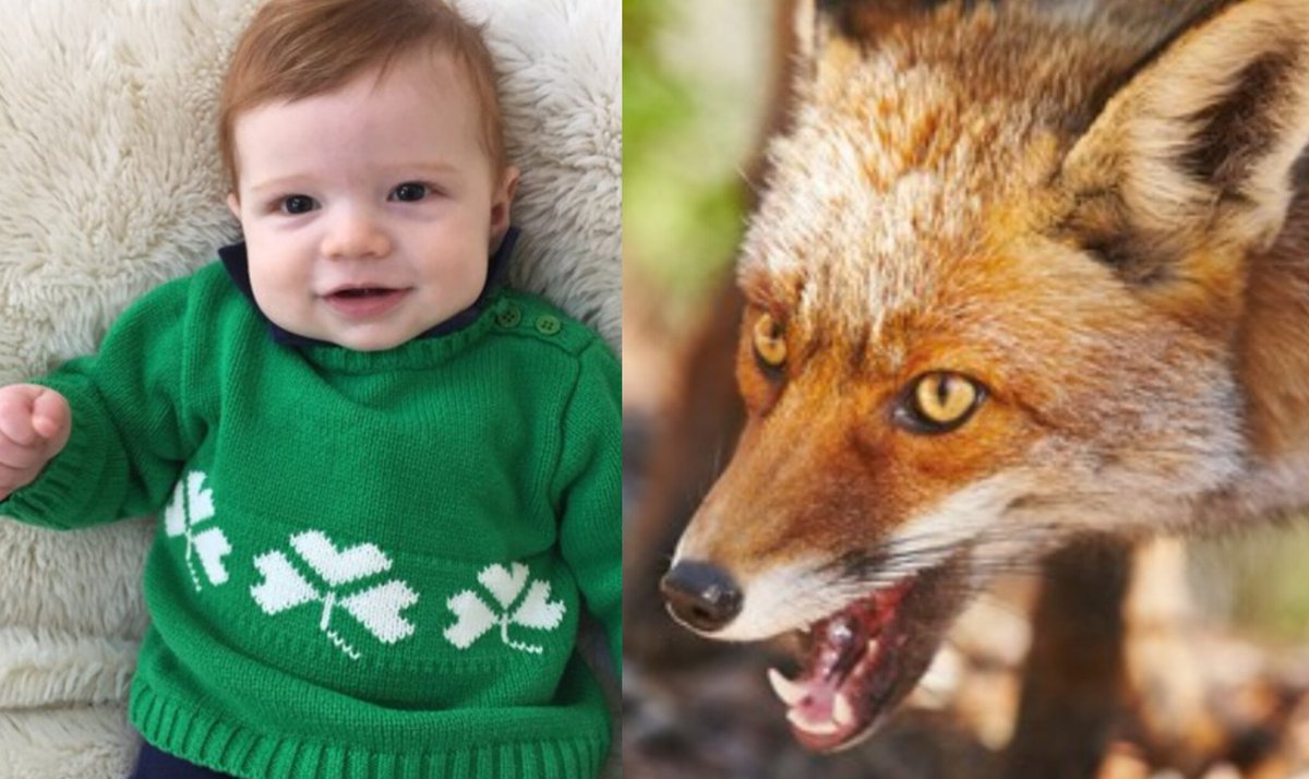 You just have to laugh. 

Tonight left wing politicians in Ireland tabled two pieces of legislation, one to ban traditional fox hunting and another to legalise abortion up to birth. 

Foxes > Human babies, apparently. 

Thankfully they failed on both counts.