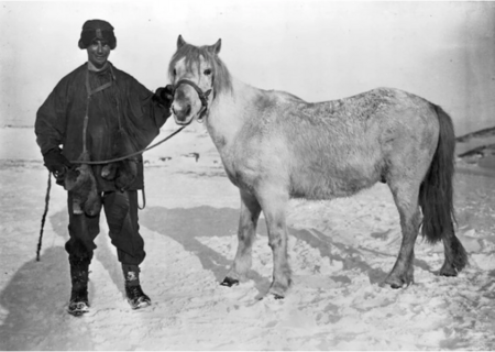 InspireExplore's tweet photo. #OnThisDay in 1886, Apsley George Benet Cherry-Garrard, Assistant Zoologist on Scott's British Antarctic 'Terra Nova' Expedition (1910-1913) was born.

Known less formally as ‘Cherry’, Cherry-Garrard was introduced to Scott by Dr Edward Wilson and recommended for the expedition. He shared every duty aboard ship and took part in every major journey in the Antarctic, including accompanying Wilson and Bowers on the mid-winter journey to Cape Crozier and travelling with the Polar Party two-thirds of the way to the South Pole.

In March 1912, with experienced dog-driver Dimitri Gerov, he tried to meet Scott’s returning party. His failure to do so, though no fault of his, preyed on his mind for the rest of his life. In 1922, he published his own account of the expedition, 'The Worst Journey in the World'. Cherry-Garrard died in 1959 and is commemorated with Mount Cherry-Garrard on the north coast of Victoria Land and Cherry Icefall in the Queen Alexandra Range.

100 years later, his epic novel has been adapted by Sarah Airriess into a series of graphic novels.

📸 Apsley Cherry-Garrard and pony, Antarctica. Photograph taken by Herbert Ponting. Kinsey, Joseph James (Sir) Collection, Alexander Turnbull Library, Wellington, New Zealand.

#heroicera #antarcticexploration #OTD #inspire #explore #discover #conserve #Antarctica