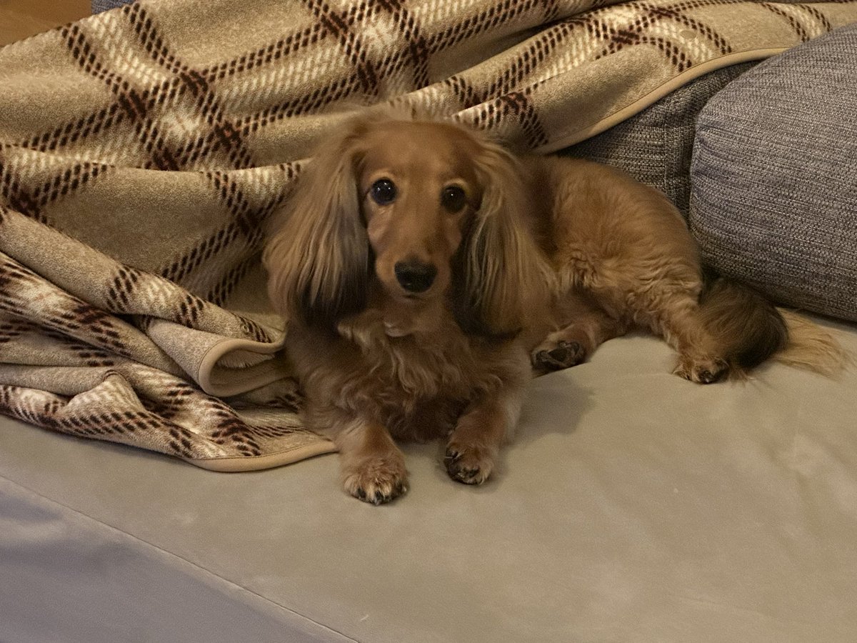 おはようございます☀
寒くなりました❄️膝掛けをしてぬくぬくしているパパの横にピタッとくっつくサンちゃんが可愛すぎる😍💕おてての感じも可愛い😭💕
#ミニチュアダックス #愛犬サンちゃん #犬好きさんと繋がりたい #膝掛け #くっつき犬 #ぬくぬく #可愛い