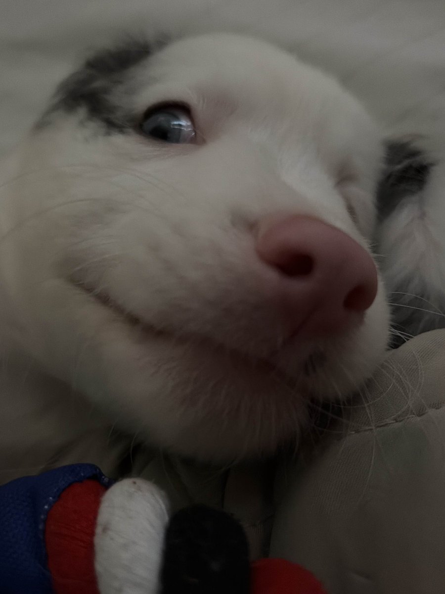 ivysauurus's tweet image. If you could please take a minute to read through this and share it.

i need to take briar to the vet and the cheapest estimate was 2k. i have 300 in savings, if at least 100 people see this and donate 10 we could find a way to cover the rest :')
-
briar is my 4mo female…