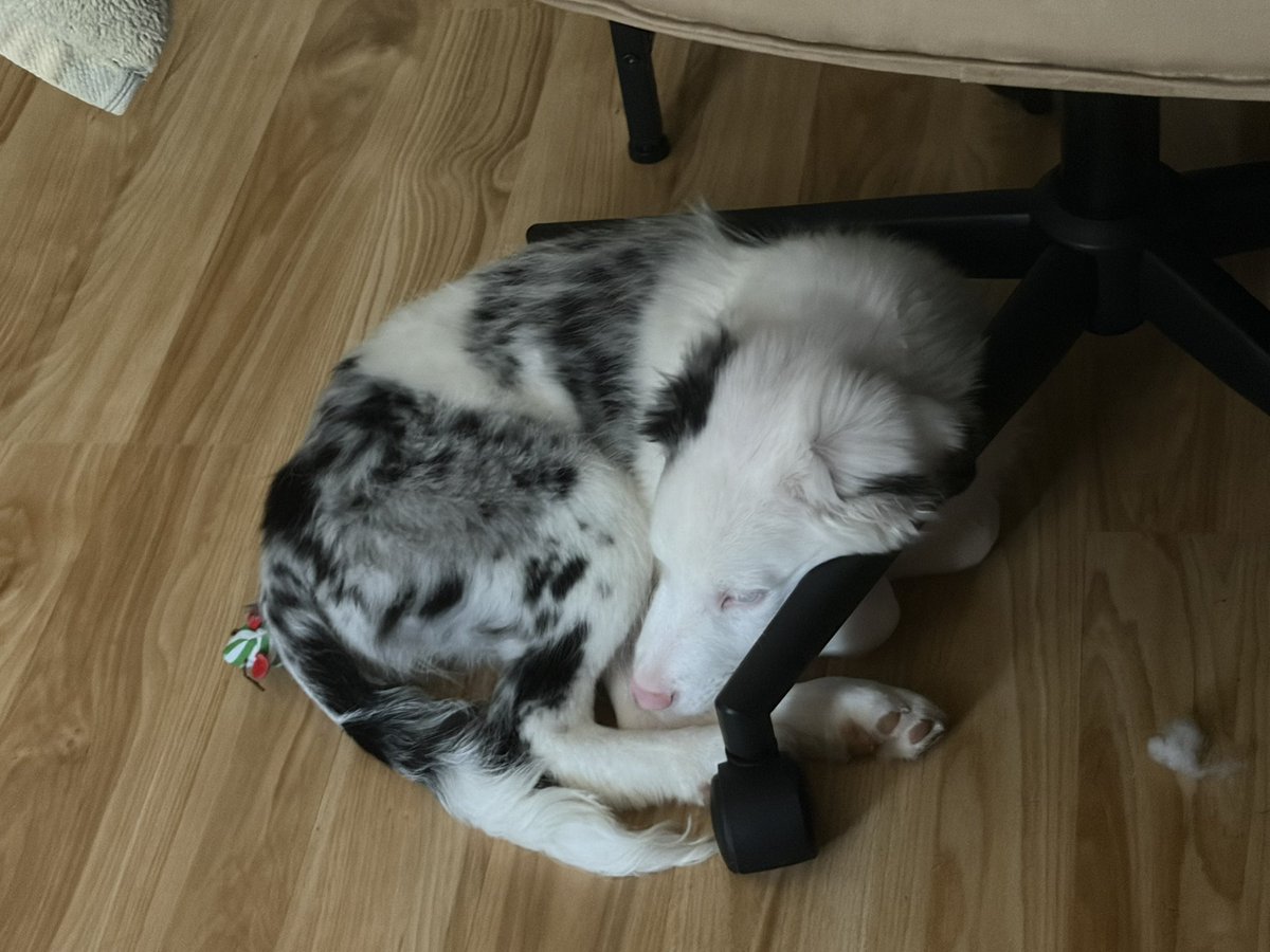 ivysauurus's tweet image. If you could please take a minute to read through this and share it.

i need to take briar to the vet and the cheapest estimate was 2k. i have 300 in savings, if at least 100 people see this and donate 10 we could find a way to cover the rest :')
-
briar is my 4mo female…