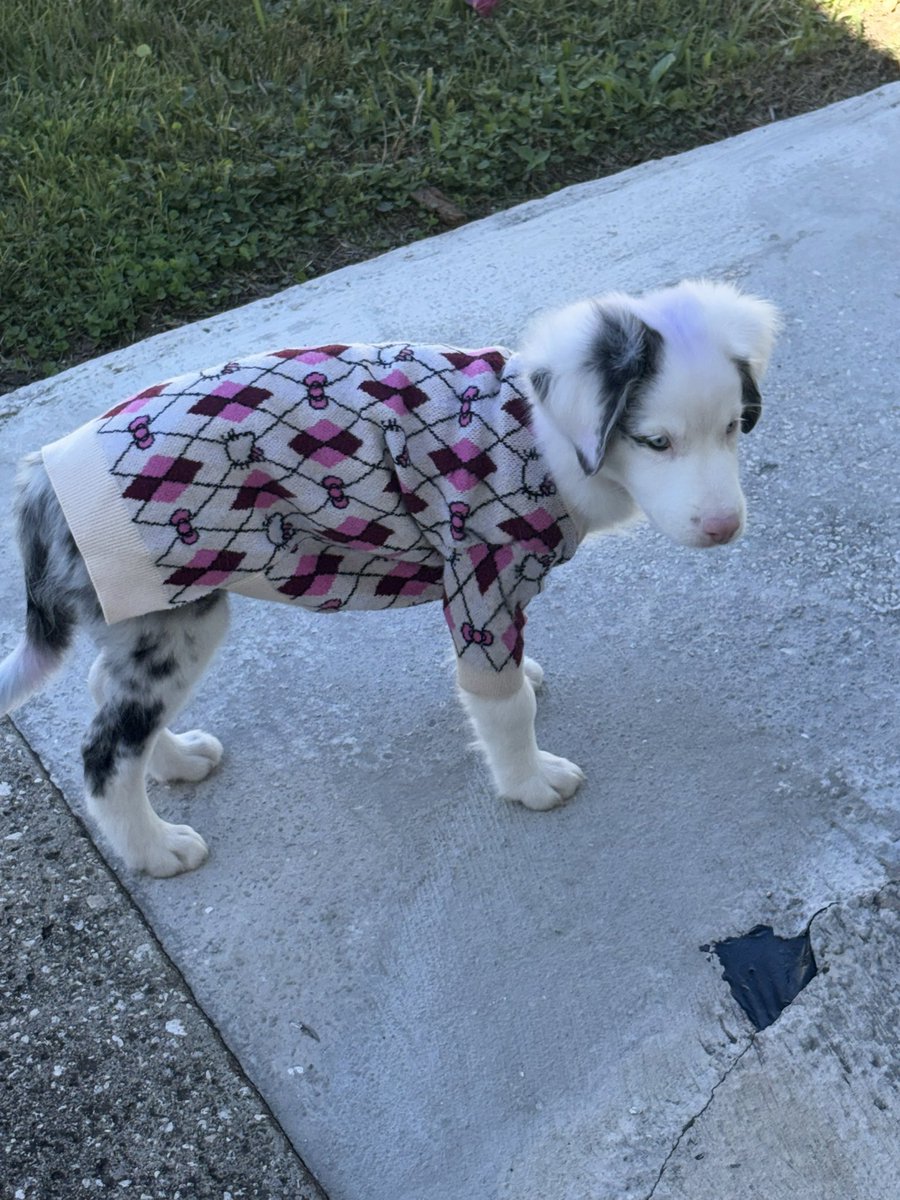 ivysauurus's tweet image. If you could please take a minute to read through this and share it.

i need to take briar to the vet and the cheapest estimate was 2k. i have 300 in savings, if at least 100 people see this and donate 10 we could find a way to cover the rest :')
-
briar is my 4mo female…