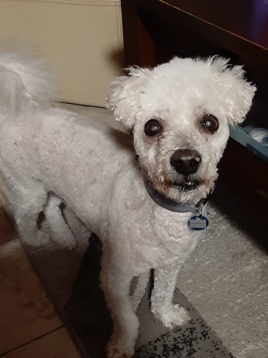 samgnclvs's tweet photo. Le chien de ma tante c’est un skinwalker je refuse de croire le contraire https://t.co/dU3mbt4PXd