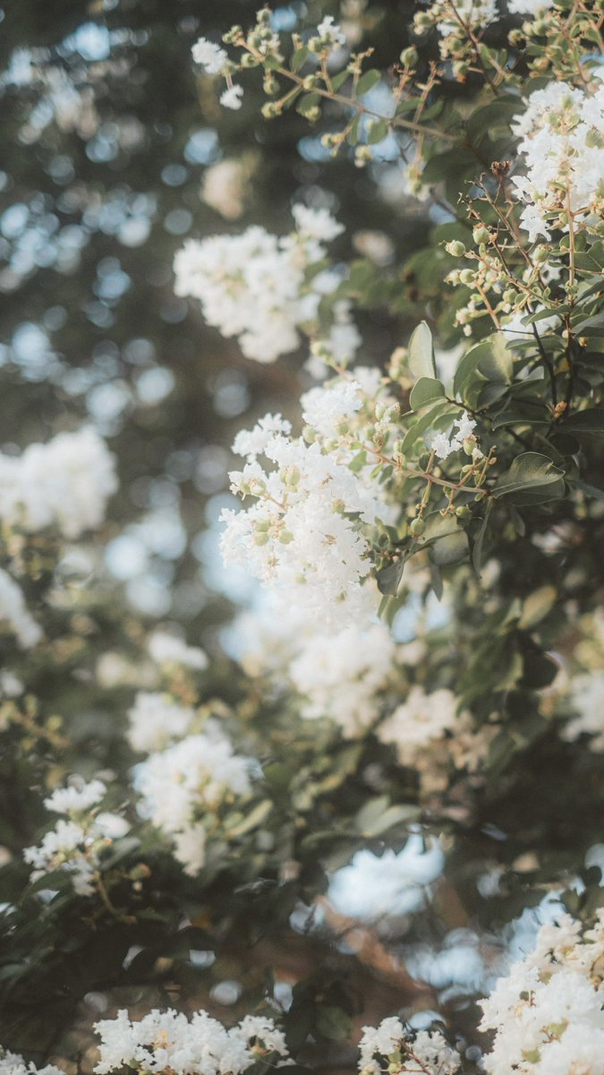 ran_a0_'s tweet photo. flower https://t.co/gVKOEss7BK