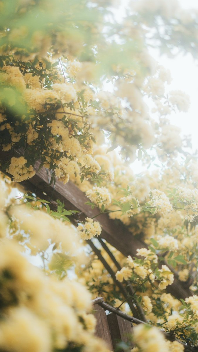 ran_a0_'s tweet photo. flower https://t.co/gVKOEss7BK