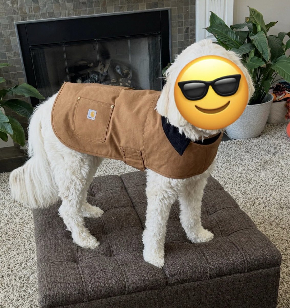 Why my dog lowkey got that shit on #noblehound