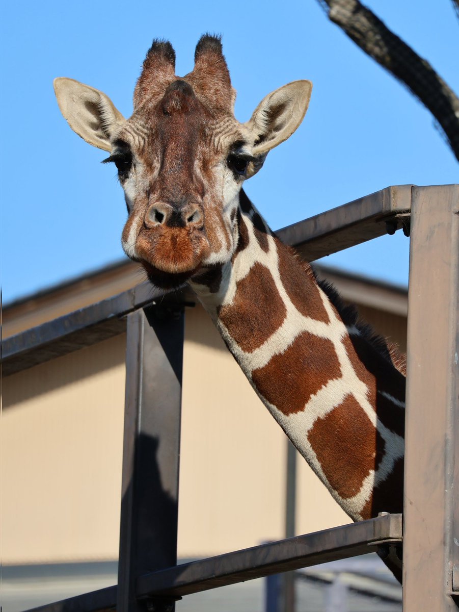 来年25歳になるミライさん🦒 とても可愛い💕 #ミライ #キリン #京都市