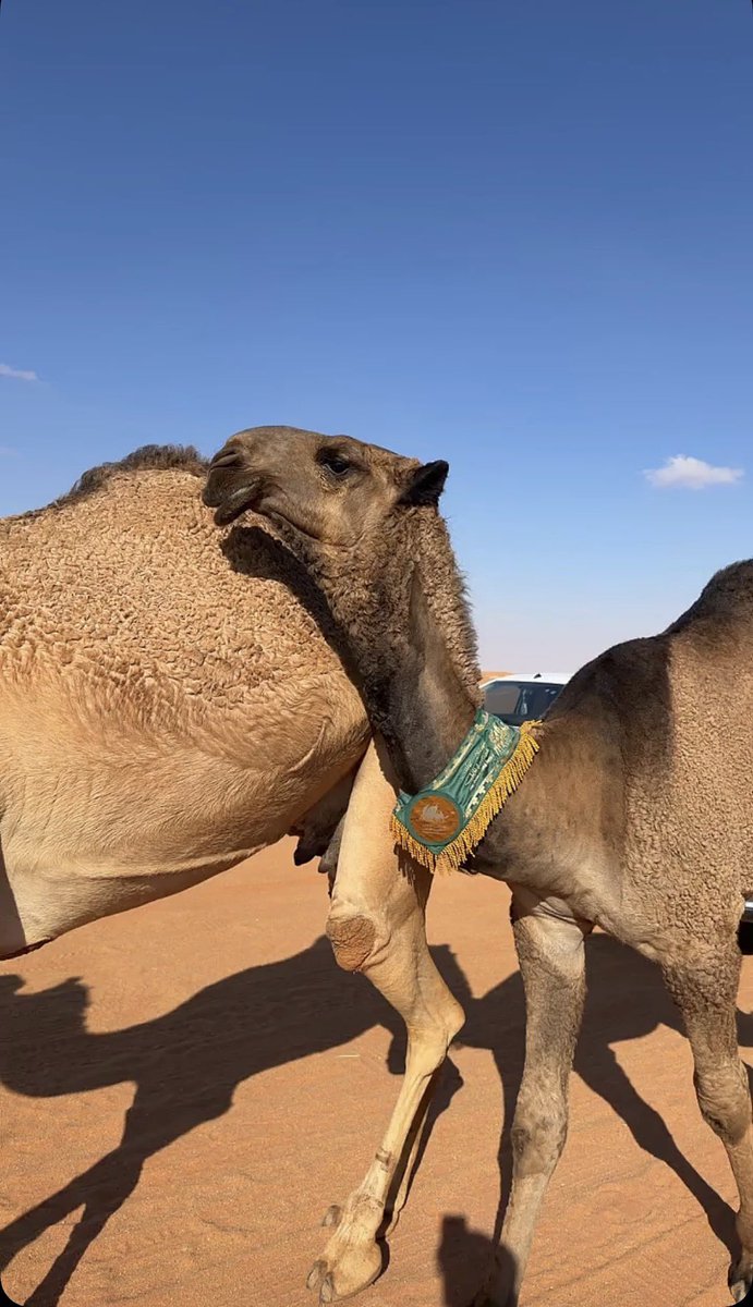 الوسدة | أهل البلها tweet media