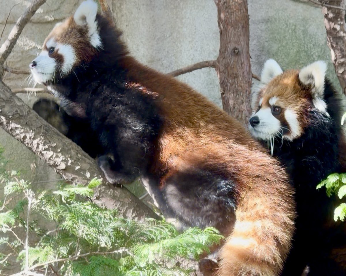 おはようございモフ.｡.:*♡
モナカとグミ
#那須どうぶつ王国
#レッサーパンダ
#モナカ #グミ