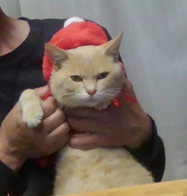 にゃー(飼い猫) (@Fl7m5NyhLHBzLcv) / Posts / X