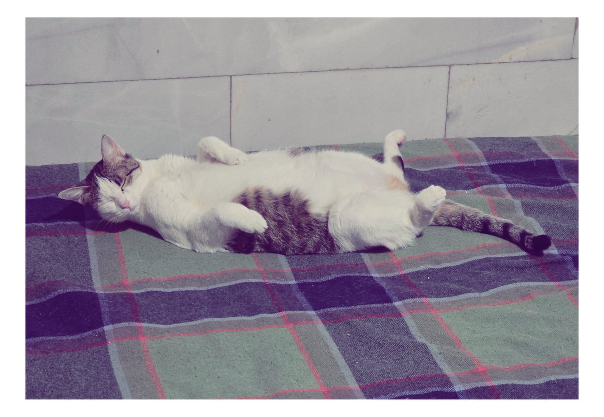 خداییش که من باشم اولین چیزی که به ذهنم رسید این بود که #سارا_کوچولو واگذار بشه ❤️