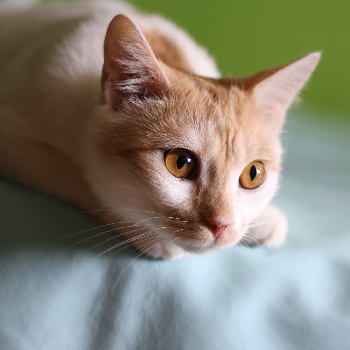 4 godziny do końca zbiórki 💔 

Pomożecie uratować Igiego?
Kotek walczy o życie.
Jeśli możesz pomóc, zrób to teraz, potem może być już za późno...

ratujemyzwierzaki.pl/igii-felineus