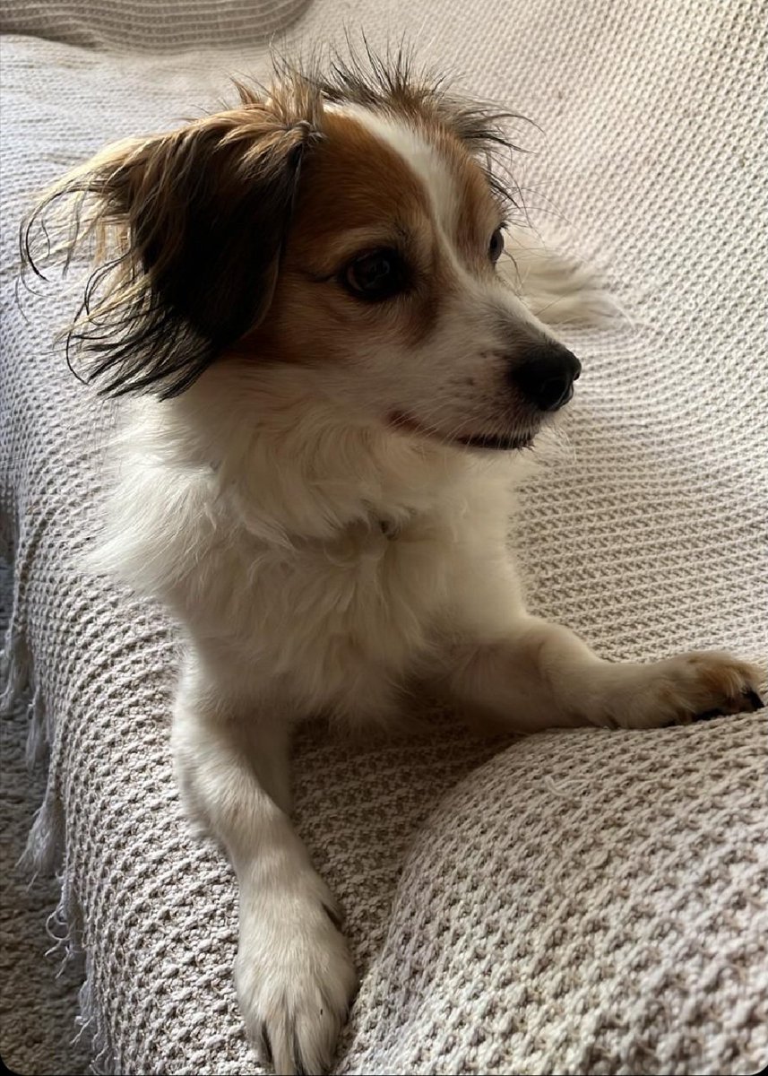 Es Navidad y para esta criatura se cierne un futuro muy muy triste😥
Su dueña esta muy enferma y el ira a la maldita perrera 🥺
Es muy dulce y educado,le buscamos un hogar 🆘️🆘️ urgente y tenemos hasta el domingo 21-diciembre.
Peludos rescatados contacta ☎️ 616088569