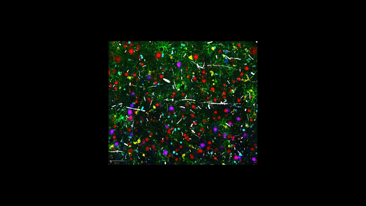 Human BioMolecular Atlas Program (HuBMAP) tweet media