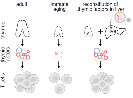 Feng Zhang tweet media