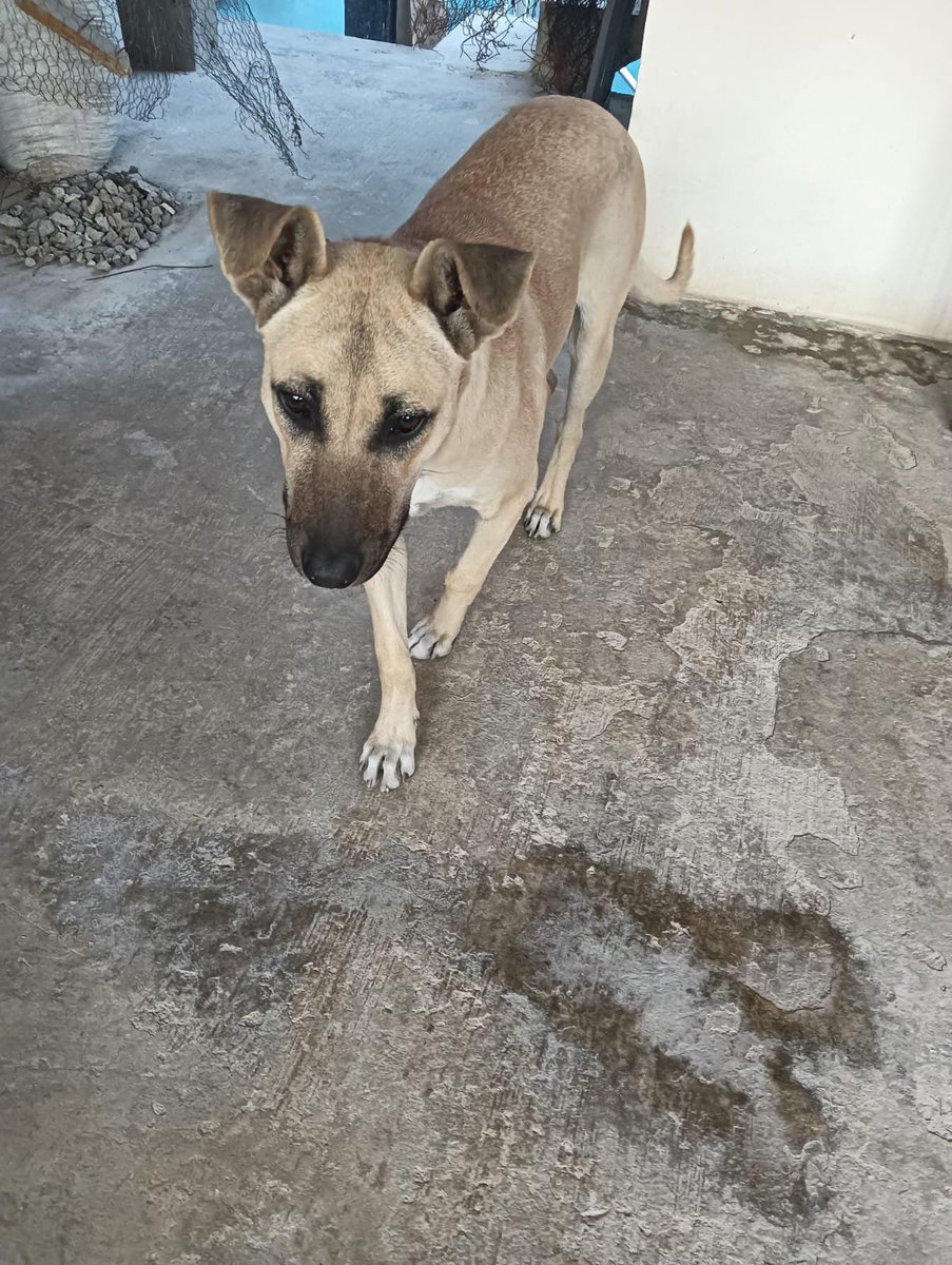 Morita sigue en busca de una familia, es muy amigable con otros perros , es tranquila, talla mediana. 
Protocolo de salud completo 
Urge ayuda para ella por favor, un hogar 
O apoyo para pagar su pensión 
Son 1000 que se tienen que pagar el viernes, puedes donar 100 pesitos para