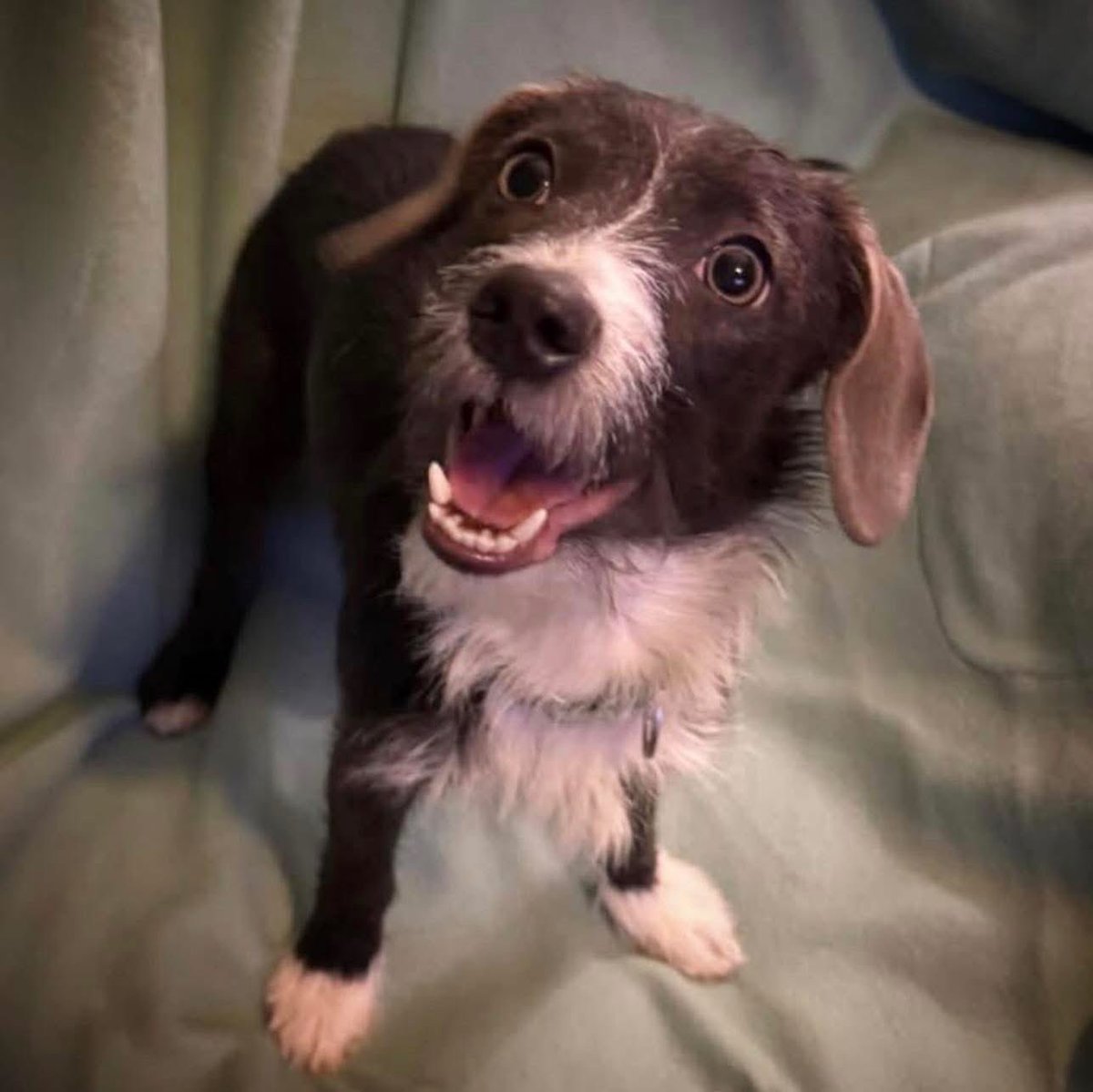 🫐Meet Blueberry!🫐
🤍11 month old, 12 pounds
🤍Spayed female
🤍Dog friendly
🤍Crate trained
🤍Social and snuggly
🤍Food motivated 
🤍Playful and loves toys

Visit shorturl.at/QRmZX for more info 💙