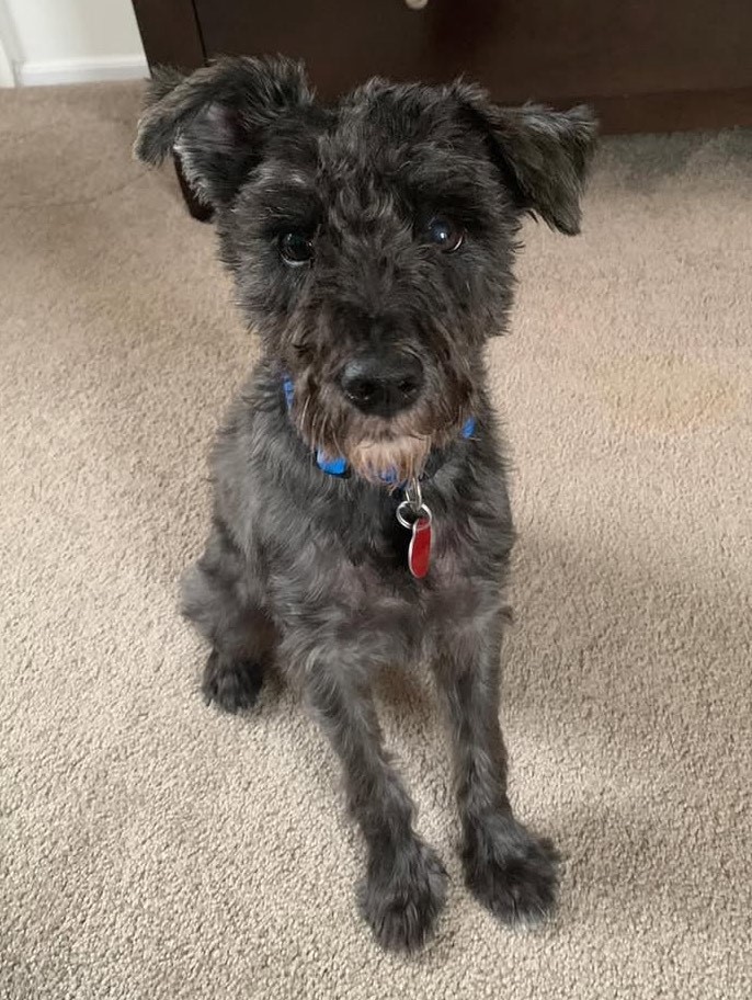 Check out #Daniel our #PetOfTheWeek He's up for adoption at <a href="/SaveAPetNY/">Save A Pet USA</a> in Port Jeff. Learn more about Daniel and other pets up for adotion here bit.ly/WBABPets - <a href="/JoeRockWBAB/">Joe Rock</a> #Rock #ClassicRock #JoeRocksPetProject #AdoptDontShop #Dog #WBAB