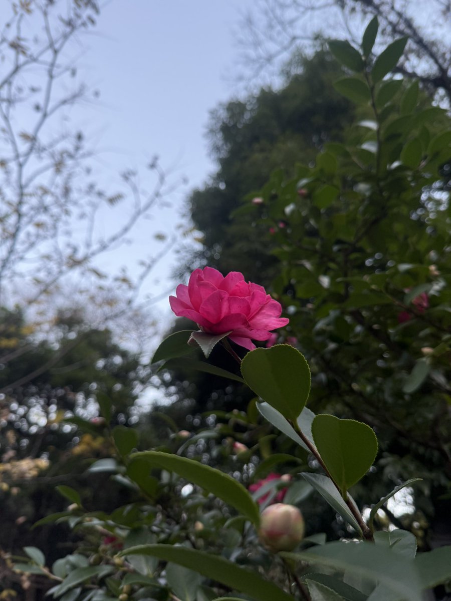 Post by トワ様組の組長 on X: おはよう