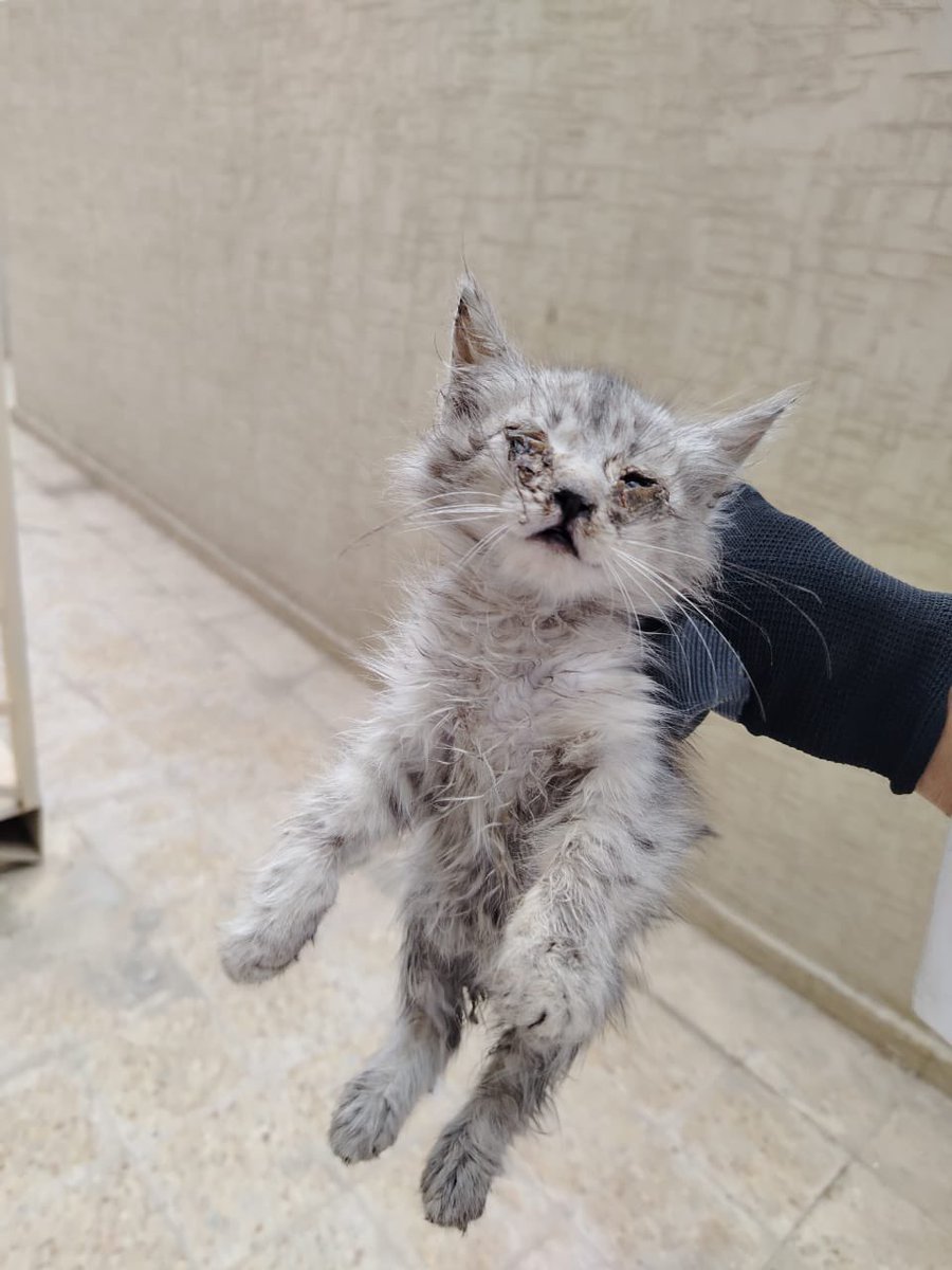 hananalharbiih's tweet image. الرياض
كتن بدون ام وجدته بهذه الحالة من يستطيع انقاذها او لديه ام يتواصل معي
تويتر
@flangzs