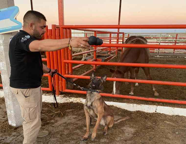 La #SDR adquiere #perros para la #detección de #GusanoBarrenador en #Ganado <a href="/SDRchihuahua/">Desarrollo Rural Chihuahua</a> arribaelcampo.com.mx/la-sdr-adquier…