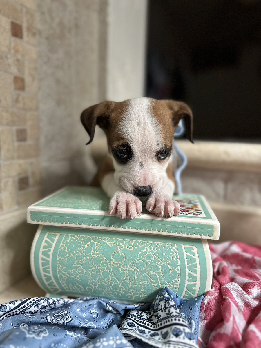 Razones para adoptar a Alquimia:

1. Tiene unas manchitas preciosas y una de las caritas más tiernas que hay

2. Es súper juguetona y curiosa, es súper sana y equilibrada física y emocionalmente 💗

3. Le encantan los cariños y mueve como loca la colita a la menor provocación.