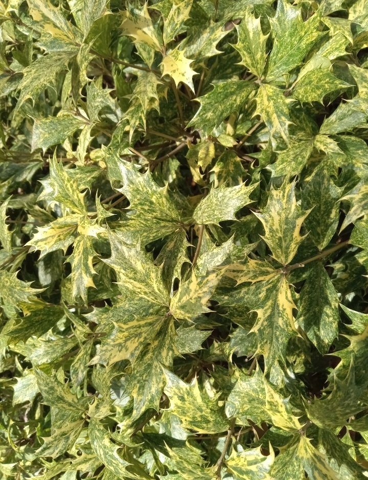 It is 63 degrees today. Yea! I took a walk and pet a dog. I can't believe it was 19 degrees just two days ago. This beautiful bush was huge. I think it's holly, but I'm not 100% sure.